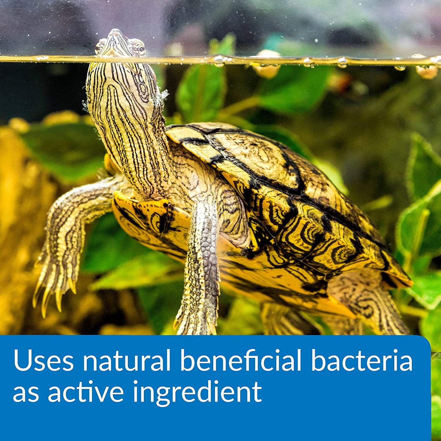 API Turtle Sludge Destroyer Breaks Down Organic Waste and Debris with Beneficial Bacteria [Pond Supplies] 40 oz (5 x 8 oz)