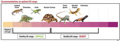 Zilla Rapid Sense Decor Crocodile Skull [Reptile Supplies] Large - 1 count