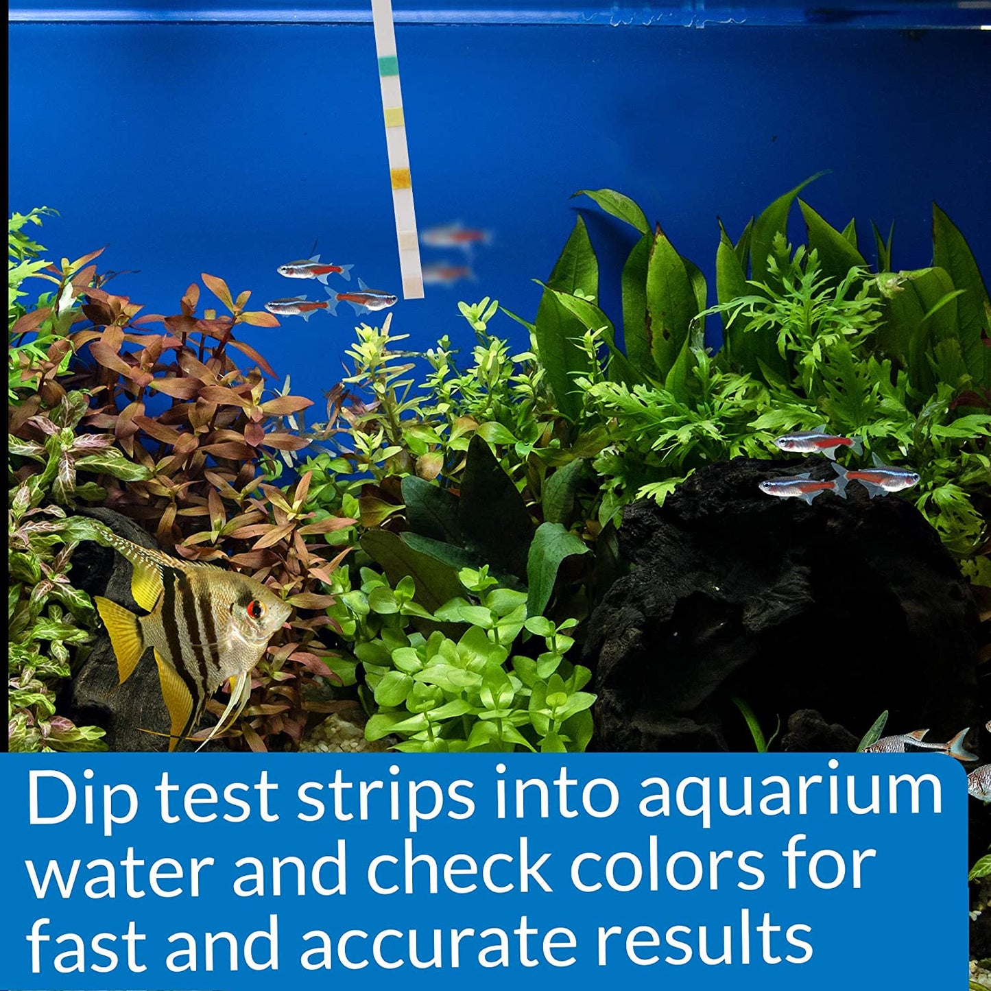 API 5 in 1 Aquarium Test Strips for Freshwater and Saltwater Aquariums [Aquarium Supplies for Aquarium] 4 count